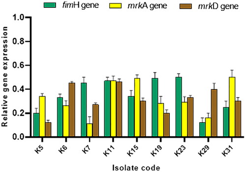 Figure 5. Bar graph revealing the downregulation of the genes encoding biofilm formation (fimH, mrkA and mrkD) in nine K. pneumoniae isolates after treating with the fungal extract.
