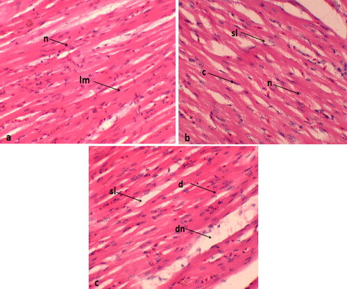 Figure 2. Histological sections of the heart of coturnix coturnix japonica treatments are (a) control; (b) 0.2 mg/kg group; (c) 0.4 mg/kg. lm: longitudinal muscles; n: normal nucleus; sl: splitting of muscles; c: congestion; d: degeneration; dn: dislocation of nucleus.