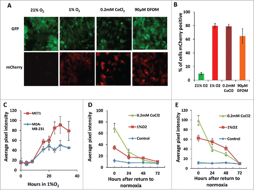 Figure 2. Hypoxia reporter characterization in vitro. (A) Representative images of GFP MET1-5HRE-ODD-mCherry cells in vitro in normoxia and hypoxia induced by 1% O2, 0.2 mM CoCl2 and 90 µM DFOM for 20 hours respectively. (B) Quantification of percent of cells expressing mCherry in normoxia, or after 20 hours of hypoxia induction with 1% O2, 5% CO2 and 94% N2 in a gas chamber or with 0.2 mM CoCl2 or with 90 µM DFOM. Error bars: mean ± s.e.m. (C) mCherry expression kinetics of MET1 and MDA-MB-231 hypoxia reporter cells upon 1% O2 induction. Error bars: mean ± s.e.m. (D) mCherry expression in MET1 and (E) MDA-MB-231 hypoxia reporter cells. Images analyzed were taken at the times shown after the cells were returned to normoxia after hypoxia treatment of 1%O2 or 0.2 mM CoCl2. error bars: mean ± s.e.m.