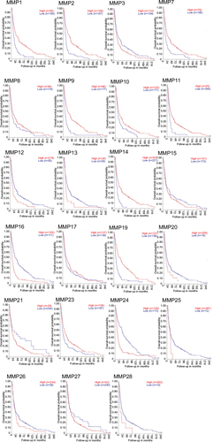Figure 2 Kaplan–Meier curves of overall-survival probability across all glioma-tumor types in French data set separated based on MMP gene expression.