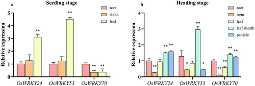 Figure 5. Temporal and spatial expression patterns of OsWRKY24, OsWRKY53, and OsWRKY70.