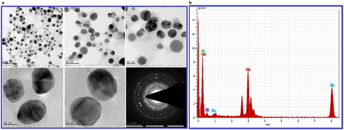 Figure 4. a. TEM images of biosynthesized BH-AgNPs at different magnification (a) 100 Kx (b)50 Kx (c) 20Kx (d) 10Kx (e)10 Kx and (f) SAED pattern showed four diffraction rings Fig. 4. b. EDX analysis of biosynthesized BH-AgNPs.