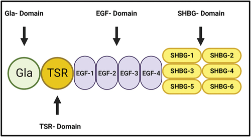 Figure 2. The molecular Structure of Protein S (PS). PS consists of several domains, including the N-terminal Gla domain, a thrombin-sensitive region (TSR), four epidermal growth factor (EGF)-like domains and a sex hormone-binding globulin (SHBG)-like region, which is composed of two laminin G-type (LG) domains. It is essential for the interaction of protein S with the other proteins.