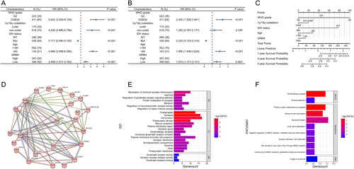 Figure 3. GRM4 In gliomas: prognostic, functional, and pathway enrichment analyses (A-B) univariate and multivariate analyses. HR, hazard ratio. (C) Overall survival predictions were based on the nomogram of the glioma cohort (TCGA-GBMLGG). (D) A network formed by the co-expression genes and GRM4. (E) Significant gene Ontology terms of GRM4, including biological processes, molecular function, and cellular components (BP, MF, CC). (F) GMR4 and other associated significant pathways.