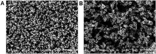 Figure 3. Scanning electron micrographs of PVA/PLGA NPs (F2) were observed under (A) low magnification (×2000, scale bar 10 µm) and (B) high magnification (×5000, scale bar 5 µm).
