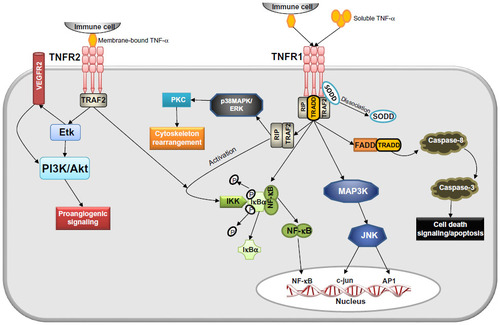 Figure 1 TNF-α-initiated signal transduction. TNF-α (soluble or membrane-bound) activates two different TNF-receptors, ie, TNFR1 and TNFR2. After binding of TNF-α, TNFR1 recruits distinct adaptor molecules (TRAF2, TRADD) at the intracellular death domain, thereby activating three major signaling pathways: NF-κB-signaling, MAPK/C-Jun-signaling, and caspase/apoptotic signaling. TNFR2 activation by membrane-bound TNF-α leads to activation of PI3K/Akt and proangiogenic pathways (eg, VEGF/VEGFR2), and is furthermore able to interfere with NF-κB signaling.