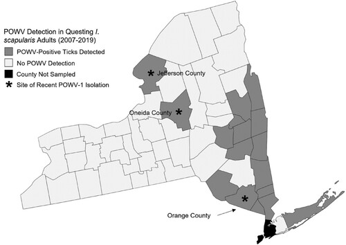 Figure 1. Powassan virus (POWV-1) and deer tick virus (DTV) surveillance across New York State (NYS) between 2007-2019. All counties are sampled yearly for questing adult Ixodes scapularis and tested for POWV except for 4 counties outside of New York City. Counties shaded in gray represent those in which at least 1 tick has been positive for POWV and those in white represent no viral detection. Counties with stars indicate regions which recent NYS POWV-1 isolates were collected. Stars do not represent location within the county of the collection site and were placed concentrically.