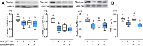 Figure 4. Autophagy regulates claudin-1, -2, and -4 cell content. MDCK cells were incubated for 10 h in the presence or absence of OUA (300 nM) with or without Rapa (500 nM), a potent autophagy inducer. A) Graphs represent claudin cell content, evaluated by densitometric analysis and expressed as a.u. Representative immunoblots are shown above. B) TER of the monolayers. One-way ANOVA followed by the SNK analysed the difference among groups. Groups not different from each other are marked by the same letter.