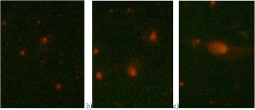 Figure 4. Comparison of DNA damage images of C. coturnix japonica exposed to Se-NPs doses (0.2 mg/kg and 0.4 mg/kg). After the comet assay process, pictures were taken at magnification ×30X. (a) Control, normal cell without a tail; (b) 0.2 mg/kg Se-NPs treated group cell showing a tail and a head like a comet; (c) 0.4 mg/kg Se-NPs treated group showing longer tail.