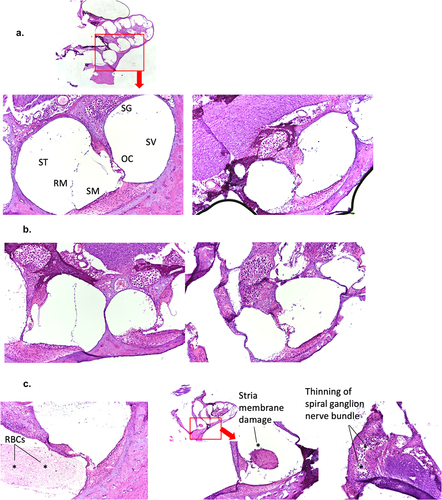 Figure 5. Lack of consistent cochlear pathology associated with hearing loss in virulent rP18-infected outbred Hartley guinea pigs.