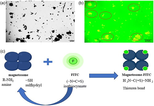 Figure 2. (a) Represents control- a microscopic image of magnetosomes, and (b) represents the conjugation of Mag-FITC analysed through fluorescence microscopy (c) schematic illustration of magnetosomes conjugation with FITC molecule.