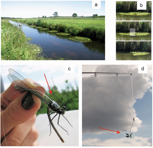 Figure 2. Study site and experimental methods in Biala Nida river, Poland. Floating vegetation (potamogeton natans) rafts (territories) (a), territory manipulation by sinking the floating vegetation with ballast (b), Calopteryx splendens female attached to a fishing line (c-d).