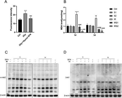 Figure 4. SFN inhibits ionizing radiation-induced testicular oxidative stress. (A) DCFH-DA fluorescence probe was used to detect ROS in GC-1 cells. (B) MDA level in the testis. (C), (D) Western blotting was used to detect the expression of oxidative stress indicator, 3-NT and 4-HNE. n = 3 in each group. * p < 0.05, ** p < 0.01, *** p < 0.001vs Ctrl; # p < 0.05, ## p < 0.01, ### p < 0.001vs IR