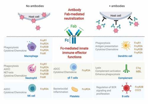 Figure 1. Protection from both ends of the antibody.