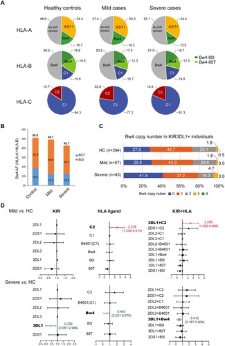 Figure 4. Distributions of four epitopes of HLA-A, HLA-B and HLA-C that interact with human killer cell immunoglobulin-like receptors (KIRs) in Chinese healthy controls and COVID-19 patients. A) Pie charts of the distributions of HLA class I epitopes that interact with KIRs in healthy controls and COVID-19 patients with mild or severe illness. The Bw4 epitope (residues 77, 80-83) is present in some HLA-A and HLA-B allotypes. Bw4 motifs are further divided into 80I (isoleucine; dark green) and 80 T (threonine; light green) motifs according to the amino acid at position 80. The C1 motif carried by HLA-B allotypes was introduced by B*46:01 in Asians. Allotypes that are not KIR ligands are in gray. B) Reduced Bw4-80I and Bw4-80 T at HLA-A and HLA-B allotypes in COVID-19 severe patients. C) Copy numbers of the Bw4 motif present at HLA-A and HLA-B (B-Bw4-80 T, B-Bw4-80I and A-Bw4) allotypes in KIR3DL1-positive individuals. D) Associations of KIR, HLA ligand genotypes and KIR + HLA combinations in mild or severe COVID-19. Odds ratios (ORs) and 95% confidence intervals (CIs) are shown.
