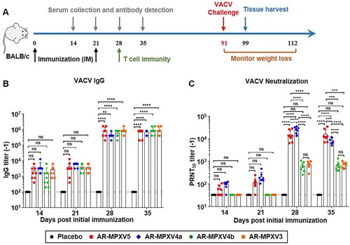 Figure 2. Multicomponent mRNA vaccine induces a robust antibody response in mice. Groups of BALB/c mice were immunized with mRNA vaccine or placebo and boosted with an equal dose 3 weeks later. Sera sample were collected at indicated times post immunization. (A) Schematic diagram of immunization and challenge experiment. (B) VACV specific IgG antibody titres were determined by ELISA. (C) Neutralizing antibody levels against VACV were determined by PRNT assay. Data are shown as mean ± SEM. Significance was analysed by two-way ANOVA with multiple comparisons tests (ns, not significant, **p < 0.01, ***p < 0.001, ****p < 0.0001).