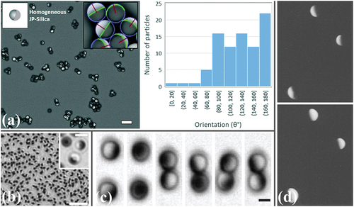 Figure 6. Experimental visualisations of JP orientations. (a) Clusters formed via a drying process from 3 µm silica JPs with Au-coated thiolated hemispheres (scale bar 10 µm) along with statistics for the out-of-plane angle θ. Reproduced with permission from [Citation162], conveyed through Copyright Clearance Center, Inc. (b) 2D visualisation of 1.5 µm silica JPs, with scale bars 10 µm (main image) and 2 µm (inset). Reproduced with permission from [Citation163], conveyed through Copyright Clearance Center, Inc. (c) Time sequence showing changes in orientation for two approaching Ni-coated 3 µm silica JPs in a precessing magnetic field, with scale bar 2 µm. Reproduced with permission from [Citation164]. (d) Au-coated 20 µm fluorescent latex JPs in an electric field, with scale bar 2 µm. The field polarity is reversed between the top and bottom images. Reproduced with permission from [Citation165], copyright (1997) American Chemical Society.