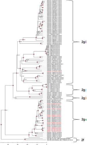 Figure 2. Phylogenetic tree of LASV sequences obtained from Mastomys rodents in the Edo-Ondo area. The analysis is based on a concatenated “S” sequence which includes partial glycoprotein and nucleoprotein fragments from 111 rodents. Two human-derived sequences were used as outgroups to show the sub-lineage 2f. Labels 2gα-δ identify ingroup clades. Ingroup sequences derived from M. natalensis are in labelled black, while those from M. erythroleucus are in red.