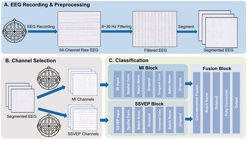 Figure 2. The TSCNN framework: (A) EEG Recording and preprocessing: the recorded EEG is filtered by 8∼30Hz bandpass filter, and then segmented into 4s length. (B) Channel selection: select the specific channels of MI and SSVEP. (C) Classification: classify the input EEG segments with TSCNN.