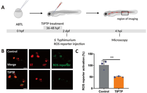 Figure 4. ROS generation is inhibited by TIPTP in zebrafish. (A) Workflow and timeline of experiments in B-C. (B) Representative micrographs for control and TIPTP-treated embryos infected with a Salmonella biosensor strain for ROS. Images were taken at 4 hpi. Scale bar = 10 μm (C) Quantification of the ROS reporter activation (GFP intensity compared to constitutive mCherry intensity). The bar graph shows the data from three independent experiments, where the mean of each replicate is indicated with a different shape. (n=15 embryos per group). Statistical significance is analyzed by unpaired t-test. (**p<0.01). Error bars represent the SD.