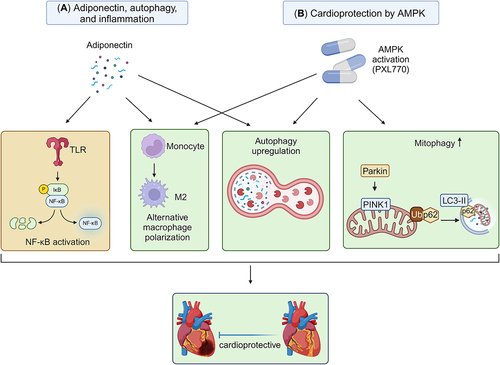Figure 5. Targeting autophagy and inflammation in heart failure (A) Adiponectin is a cytokine that can affect both autophagy and inflammation. Adiponectin is positively correlated with autophagy upregulation. Adiponectin exhibits anti-inflammatory effects by inhibiting TLR-NF-kB signaling and promoting alternative macrophage polarization. (B) Activation of AMPK, such as via PXL770, upregulates autophagy, mitophagy, and exerts anti-inflammatory effects. These processes collectively provide protection against the development of heart failure.