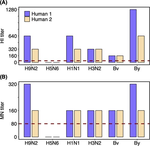 Figure 2. HI and MN titres against different influenza viruses of the plasma samples from H9N2 infected couple. Plasma samples of the two recovered humans were collected on the 25th day after the symptom onset. Dashed lines labelled the 1:40 and 1:80 as the low limits for the positive (A) HI and (B) MN titres, respectively. Human 1 and 2 represent the female and male patients, respectively. Virus isolates used in the assay including A/Guangxi/NN10.19T-NGS/2018(H9N2), A/Shenzhen/TH002/2015(H5N6), A/Brisbane/02/2018(pH1N1), A/Kansas/14/2017(H3N2), B/Colorado/06/2017(Bv), and B/Phuket/3073/2013(By).