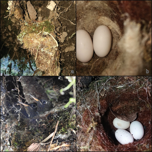 Figure 3. Nests of Purple-throated Sunangel Heliangelus viola. Nest 1: 17 May 2019, Balcón del Azuay, (a) Nest location and shape, (b) Nest with 2 eggs, (c) Chicks with full plumage development, 19 June 2019. Nest 2: 30 January 2019, Soldados, Azuay, (d) Nest with 3 eggs. Photos IPA (A-C), PMA (D).