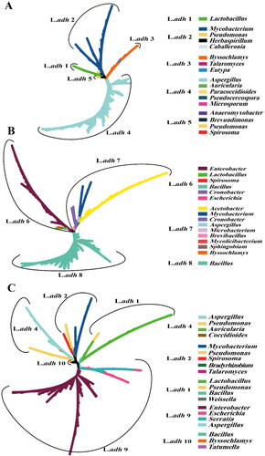Figure 5. Phylogenetic tree of L.adh gene fragments of Daqu.(A) HT, (B) SC, and (C) SD.