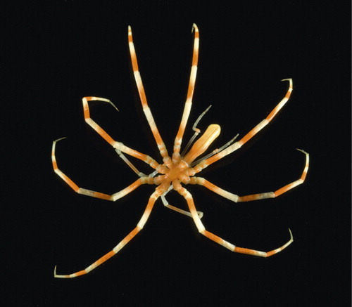 Figure. This sea spider Colossendeis proboscidea (Sabine, 1824) (Colossendeidae, Pycnogonida) was collected with bottom trawl during an ecosystem survey with RV Johan Hjort in the Barents Sea in August 2006 (Institute of Marine Research, Bergen, Norway; www.imr.no). Several specimens of this species were also collected by beam trawl during research cruises in support of the Norwegian MAREANO seafloor mapping and sampling programme (Buhl-Mortensen et al. Citation2015; Ringvold et al. Citation2015). Photographer: David Shale (www.deepseaimages.co.uk).