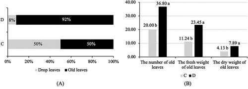 Figure 3. The leaves drop occurrence leaving several old leaves on undefoliated kaffir lime seedlings during the post-drought stress period (4 WATs): the percentage of drop and old leaves (A) and the number and weight of old leaves (B). Note: Two compared seedlings experiencing leaf drop: drought stress (C); and control (D). Mean values above the bar inside the right chart followed by similar alphabet are not significantly different based on the Duncan Multiple Range Test at α = 0.05.