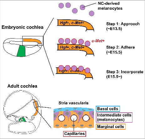 Figure 1. Schematic drawing of melanocyte incorporation into the stria vascularis of developing mouse cochlea. During mouse development, the prospective stria vascularis is specified in the embryonic cochlear epithelium (orange), distinct from the prospective organ of Corti (green). The stria vascularis consists of capillaries (crimson), basal cell layer (blue), intermediate cell (melanocyte) layer (purple) and marginal cell layer (orange). Neural crest (NC)-derived melanocytes approach the embryonic cochlear epithelium around embryonic day (E) 13.5 (Step 1). Around E15.5, the melanocytes adhere to the cochlear epithelium in the region of prospective stria vascularis (Step 2). These melanocytes start expressing c-Met (red). c-Met is weakly expressed in the cochlear epithelium and Hgf is expressed in the prospective stria vascularis (orange). The melanocytes then incorporate into the cochlear epithelium from basal turn of the cochlea (Step 3). The present study suggests that HGF-c-MET signaling in both melanocytes and cochlear epithelium is required for the initiation of the incorporation movement.