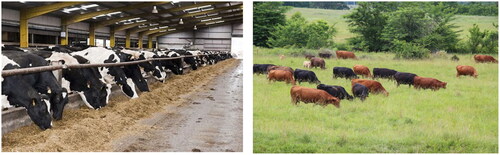 Figure 7. Contrast between intensive livestock feeding system and smallholder farmers associated extensive grazing depending on natural veld.