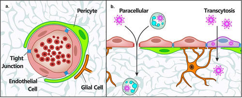 Figure 4. Paracellular and transcytosis virus invasion routes across the BBB. At the BBB (a), viruses can gain access to the brain parenchyma (b) or the CNS either by passive diffusion following the disruption of tight junction integrity by proteases (paracellular) for instance, or by transcytosis, a process during which the virus is endocytosed by endothelial cells to be subsequently released in the brain parenchyma by exocytosis. It is important to note that most evidence of these two routes of brain invasion mainly come from in­ vitro stud ies. Adapted from Marshall et al [Citation84].