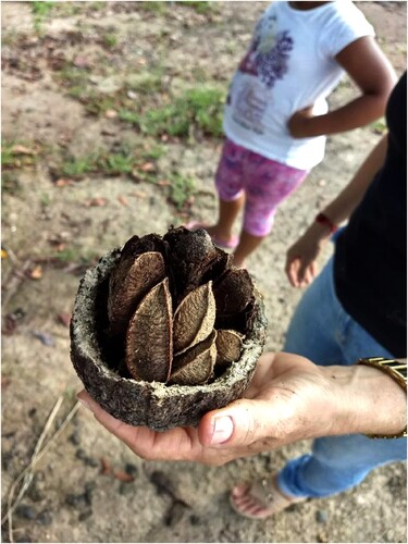 Figure 5. Brazil nuts in a community from Alto Trombetas. Source: Author’s collection.Note: Nuts inside the fruit.