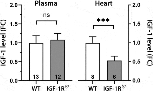 Figure 1. Systemic and local changes in IGF-1 levels upon IGF-1 receptor overexpression in the mouse heart. Relative levels of plasma (left) and cardiac (right) abundance of insulin-like growth factor-1 in young wild-type (WT) and IGF-1 receptor-overexpressing mice (IGF-1Rtg), specifically in cardiac myocytes. Statistical significance assessed using Welch’s t test (ns, non-significant; ***p < 0.001) in GraphPad Prism 9. Bars and error bars show means and SD, respectively, of the indicated number of mice on the bars. Plot generated with data from [Citation16].