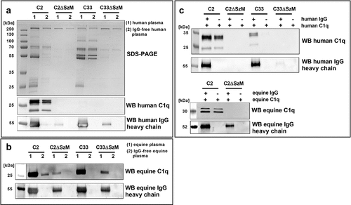 Figure 1. SDS-PAGE and Western blot analysis of host plasma proteins recruited to the bacterial surface. (a) Bacteria were incubated with normal human plasma (1) or IgG-free human plasma (2). Host proteins bound to the bacterial surface were eluted and subjected to SDS-PAGE and Western blot analysis. SEZ strain C2 but not the mutant C2ΔSzM bound C1q.