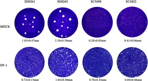 Figure 4. Plaque-formation capacity of the four H5N6 viruses in different cells. MDCK and DF-1 cells were infected with the MOI of 0.001 for 1.5 h and covered with the mixture of 2× concentrated DMEM (containing 4% foetal bovine serum) and 1.6% agar. After 60 h, infected cells were fixed with 4% paraformaldehyde for 15 min and then stained with crystal violet staining solution for 1 h. Plaques were randomly selected for measurement of the diameter size. Data were expressed as the mean ± standard deviation.