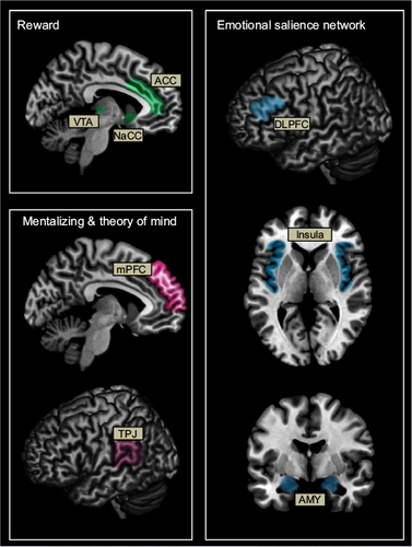 Figure 1 Schematic representation of brain networks associated with reward (green), mentalizing and theory of mind (pink), and emotional salience (blue) thought to be involved in altruistic behavior.