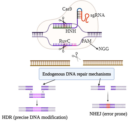 Figure 1 Overview of CRISPR-Cas9 mediated genome editing. The synthetic sgRNA directs Cas9 endonuclease to the targeted genomic DNA then the Cas9 protein introduces a double-strand break (DSB) downstream to the PAM sequence (NGG) by its two distinct nuclease domains. Finally, either Non-homology End Joining (NHEJ) or Homology Directed Repair (HDR) host-mediated mechanisms could repair the DSB. In the absence of a repair template, an error-prone NHEJ pathway is activated which may cause indels (red lines) and frequently result in disruption of gene function. In the presence of a donor template containing a sequence of interest, the error-free HDR pathway is activated and provides precise gene modification.
