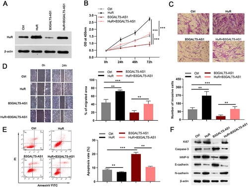 Figure 5 B3GALT5-AS1 degraded HuR to repress KFs proliferation and metastasis in vitro. (A) Western blotting detected the HuR protein expression in KFs after overexpressing HuR and B3GALT5-AS1. (B-D) MTT, Transwell, and wound healing assays illustrated that the inhibitory effects of B3GALT5-AS1 overexpression on the proliferation, invasion, and migration of KFs were significantly abolished by HuR overexpression. (E) HuR up-regulation suppressed cell apoptosis induced by B3GALT5-AS1 overexpression. (F) Western blotting analysis of Ki67, Caspase-3, MMP-9, E-cadherin, and N-cadherin protein expression, full-length blots are presented in Supplementary Figure 1. The data are expressed as the mean ± SD. **p < 0.01, and ***p < 0.001. KFs, primary keloid fibroblasts; B3GALT5-AS1, B3GALT5-AS1-overexpressed KFs; Ctrl, control of B3GALT5-AS1 or HuR overexpression; HuR, HuR-overexpressed KFs; HuR+ B3GALT5-AS1, KFs co-overexpressing HuR and B3GALT5-AS1.