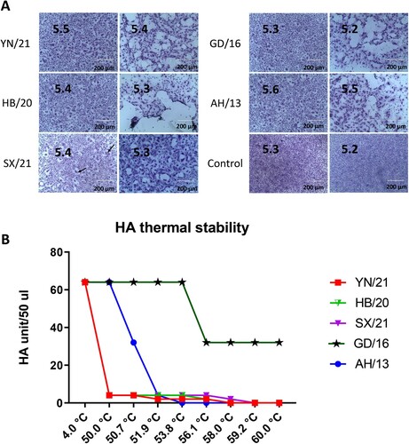 Figure 2. pH fusion and thermal stability of newly emerged H7N9 AIVs. (A) Syncytium formation in Vero cells infected with reassortant H7N9 AIVs (HB/20, SX/21 and YN/21), GD/16 and AH/13 with the HA and NA from H7N9 AIVs and the internal segments from PR8 H1N1 virus. The pH, at which 50% of maximum syncytium formation (indicated by black arrow) was observed, was taken as the predicted pH of fusion, shown on the left panel. The syncytium formation at 0.1 pH unit lower than the fusion threshold were shown on the right panel. The uninfected cells treated with pH 5.2 and 5.3 were served as control. Results shown are representative of three experimental repeats. (B) HA thermal stability of reassortant H7N9 AIVs. 64 HA units of reassortant virus were either left at 4.0°C as control or heated at 50°C, 50.7°C, 51.9°C, 53.8°C, 56.1°C, 58.0°C, 59.2°C and 60°C for 30 min before the HA assay. Results shown are representative of three experimental repeats.