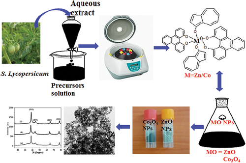 Figure 1. Solanum lycopersicum leaf extract templated synthesis of Co3O4 and ZnO NPs.