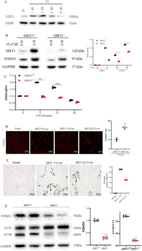 Figure 2. SIRT1 activates FOXO3 and protects against COPD. (A) SIRT1 protein levels were increased during COPD development (n = 4). (B) Elevation in the level of FOXO3 protein caused by exposure to CS was partly dependent on SIRT1 in primary cultures (n = 5 with duplicates) (^^p < 0.01 and *p < 0.05, SIRT1-/- versus SIRT1ctl at 0 and 6 h, respectively). Vehicle-treated mice (SIRT1ctl) served as the control group. (C) Loss of SIRT1 led to an ineffective response to 1% CSE treatment as indicated by an elevation in the mRNA expression level of FOXO3 (n = 3–8 with duplicates) (**p < 0.01 and ***p < 0.001 compared to cells not subjected to 1% CSE treatment n the SIRT1ctl or SIRT1-/- group). (D) Elevation in the nuclear expression of FOXO3 (green) in the alveolar epithelium (LTA in red) of the lungs of SIRT1 Tg mice 6 months after CS exposure (n = 4) (**p < 0.01). (E) SIRT1 loss increased SA-β-gal activity in mice exposed to CS for 6 months; however, the activity was not detected in the lungs of SIRT1 Tg mice. (F) Blots demonstrating reduced FOXO3 protein levels and LC3II/LC3I ratio in the lungs of SIRT1-/- mice compared to those of SIRT1ctl mice (n = 6) (*p < 0.05 and **p < 0.01, SIRT1-/- versus SIRT1ctl) (scale bar = 20 μm for D and 100 μm E). Statistical significance was determined via two-tailed Student’s t-test (B, D, E, and F) and one-way ANOVA followed by Dunnett’s post hoc test for multiple comparisons (C).