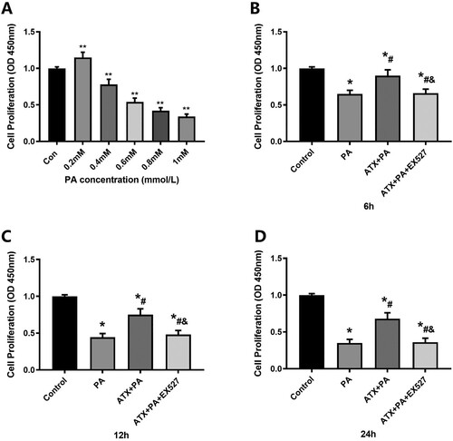 Figure 7. Effect of ATX on the proliferation rate of MC3T3-E1 cells treated with PA. (A) The effect of PA on cell proliferation rate at different concentrations was detected by CCK-8 for 24 h; **vs Con group (P < 0.01). (B–D) The effect of ATX on the rate of cell proliferation was detected by CCK-8 at a concentration of 20 uM PA for 6, 12 and 24 h. *vs Control group (P < 0.05); #vs PA group (P < 0.05); &vs ATX + PA group (P < 0.05).