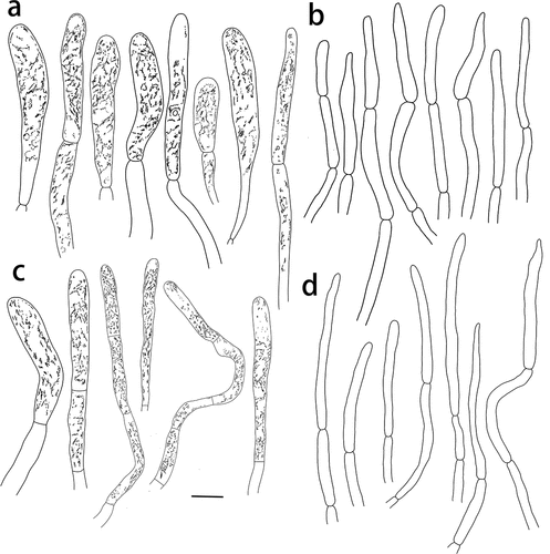 Figure 12. Russula yadongensis (HMAS287386, holotype), pileipellis. (a) Pileocystidia near the pileus centre. (b) Hyphal terminations near the pileus centre. (c) Pileocystidia near the pileus margin. (d) Hyphal terminations near the pileus margin. Cystidial contents as observed in Congo Red. Scale bar = 10 μm.