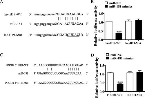 Figure 3. miR-181 and PDCD4 were downstream targets of lnc-H19. (A) Bioinformatics analysis predicting binding sites of miR-181 in lnc-H19. Mutant version of lnc-H19 is shown. (B) Relative luciferase activity determined 48 hours after transfection of BECs cells with miR-181 mimic/NC or lnc-H19 wild-type/Mut. Data are means ± SD. ***p < 0.01. (C) Prediction of miR-181 binding sites in the 3′-UTR of PDCD4. Mutant version of 3′-UTR-PDCD4 is shown. (D) Relative luciferase activity 48 hours after transfection of BECs with miR-181 mimic/NC or 3′-UTR-PDCD4 wild-type/Mut. Data are means ± SD. ***p < 0.01.