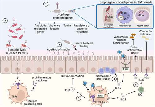 Figure 2. Effect of the gut virome on enteric bacterial infections.