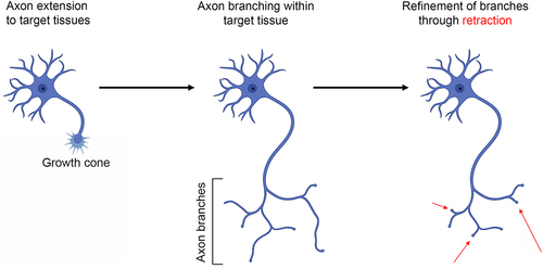 Figure 3. Overview of axon development. Axons initially form from the cell bodies, develop a growth cone, and extend to their target tissue. Within target tissues, or along the way, the axons generate collateral branches. Finally, during the period of refinement, supernumerary axon branches are pruned/retracted as a component of the ongoing establishment of synaptic circuitry. Figure prepared using Biorender.com.