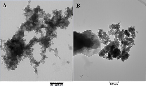 Figure 2. TEM images of synthesized IONPs obtained from CW (A) and GT (B) milk.
