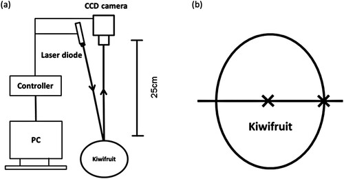 Figure 1. A, Schematic of laser backscattering system; B, Kiwifruit LBI acquisition positions correspond to cross-marks.